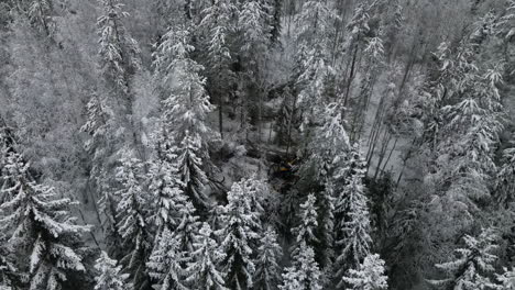 Pino-Nevado-Cayendo-Debido-A-La-Máquina-Cosechadora,-Bosque-Invernal-Siberiano,-Toma-Aérea-En-órbita