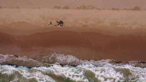 aerial top down view of male walking camel on beach with waves breaking at balochistan