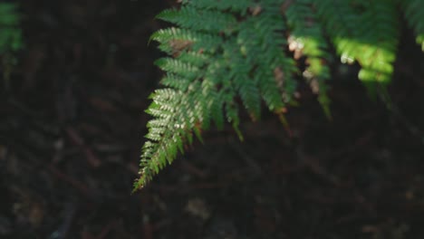 Exuberante-Selva-Tropical,-La-Luz-Del-Sol-Cayendo-Sobre-El-Helecho,-Rack-Focus-Macro-Agua-De-Nueva-Zelanda-En-La-Hoja,-Simetría-Satisfacción-Icónica