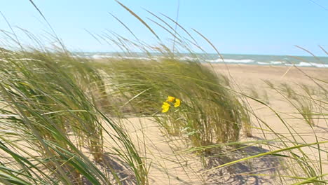 grass and flowers blowing in the wind at the beach