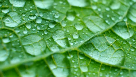 textura de la hoja impermeable primer plano. grandes gotas de agua. física a prueba de lluvia en la naturaleza. vasos de la planta y agujas afiladas