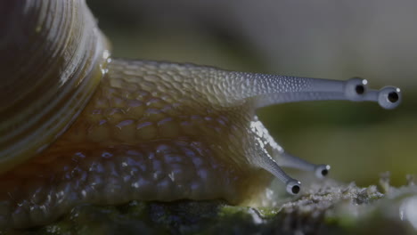 close-up of a snail's head and tentacles