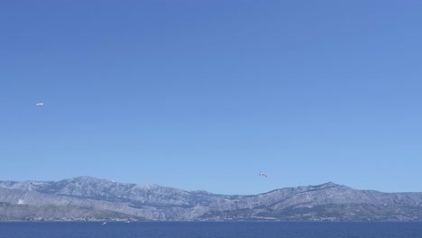 seagulls flying over the sea