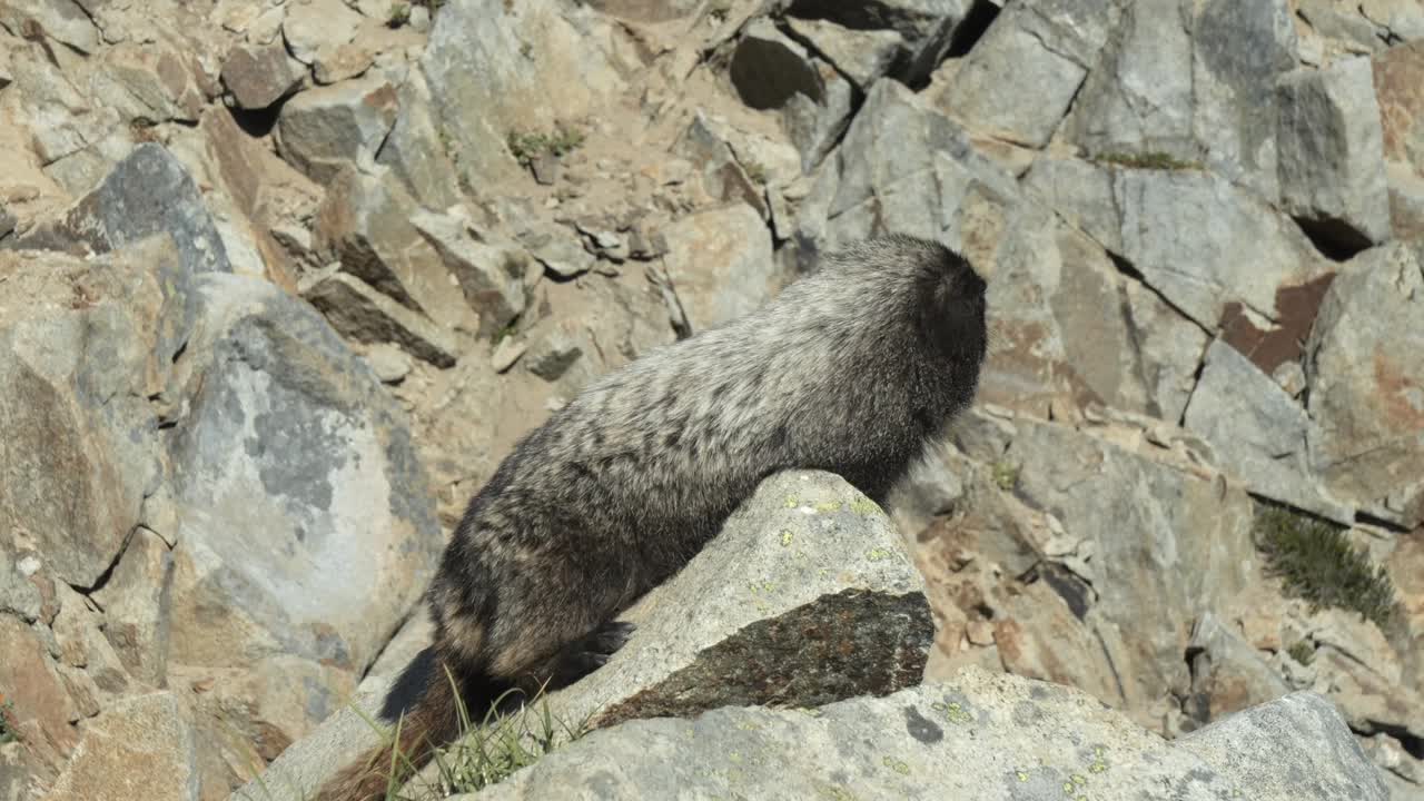 Marmotta delle Cascate, Marmota caligata, giace su una grande roccia nelle Montagne Cascade di Washington