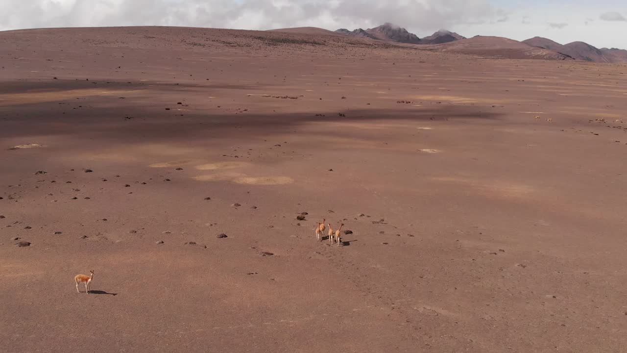 Llamas between blizzards in the Chimborazo desert, Ecuador