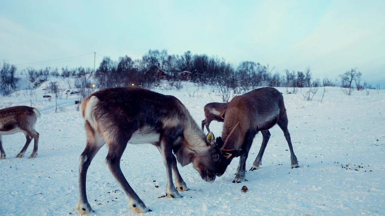 Et par reinsdyr i et hvitt snødekt vinterlandskap som sparrer med gevir, Norge