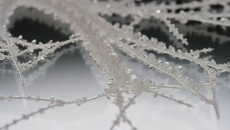 delicate frost crystals on a branch