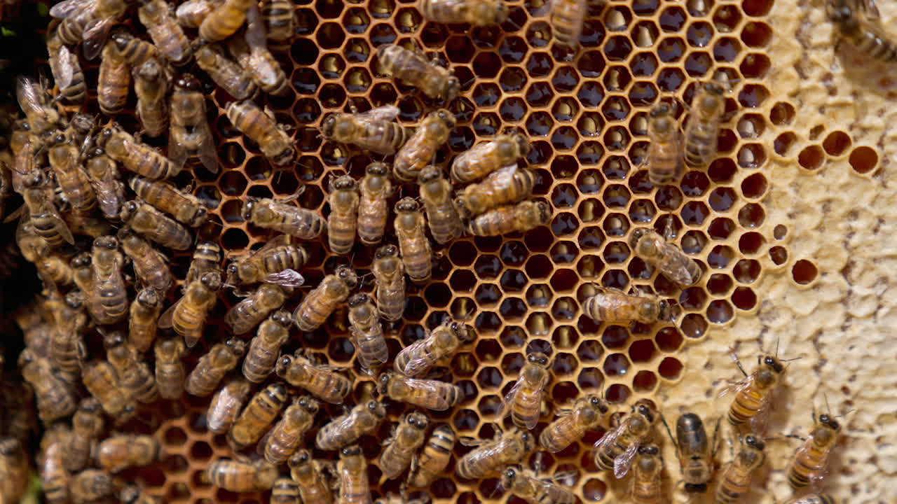 벌집에 꿀벌