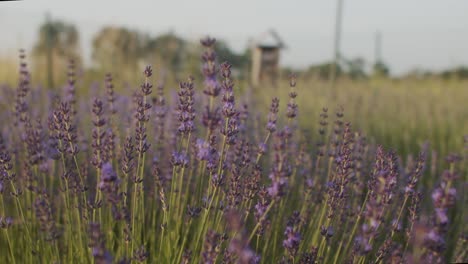 Lavender-in-the-Garden-in-the-Sunset