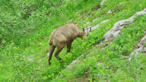 a chamois is eating grass off a steep hillside