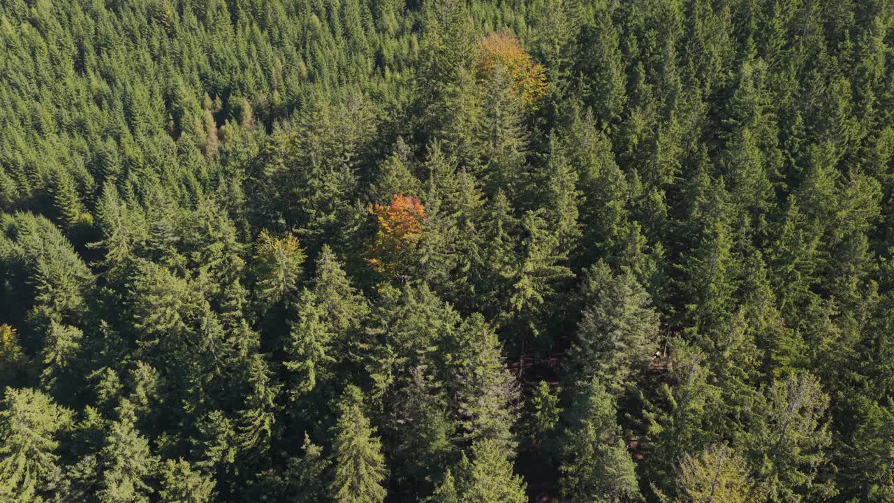 Bird's eye view of a forest turning colors in autumn. Contrast of orange colors in green. Drone shot