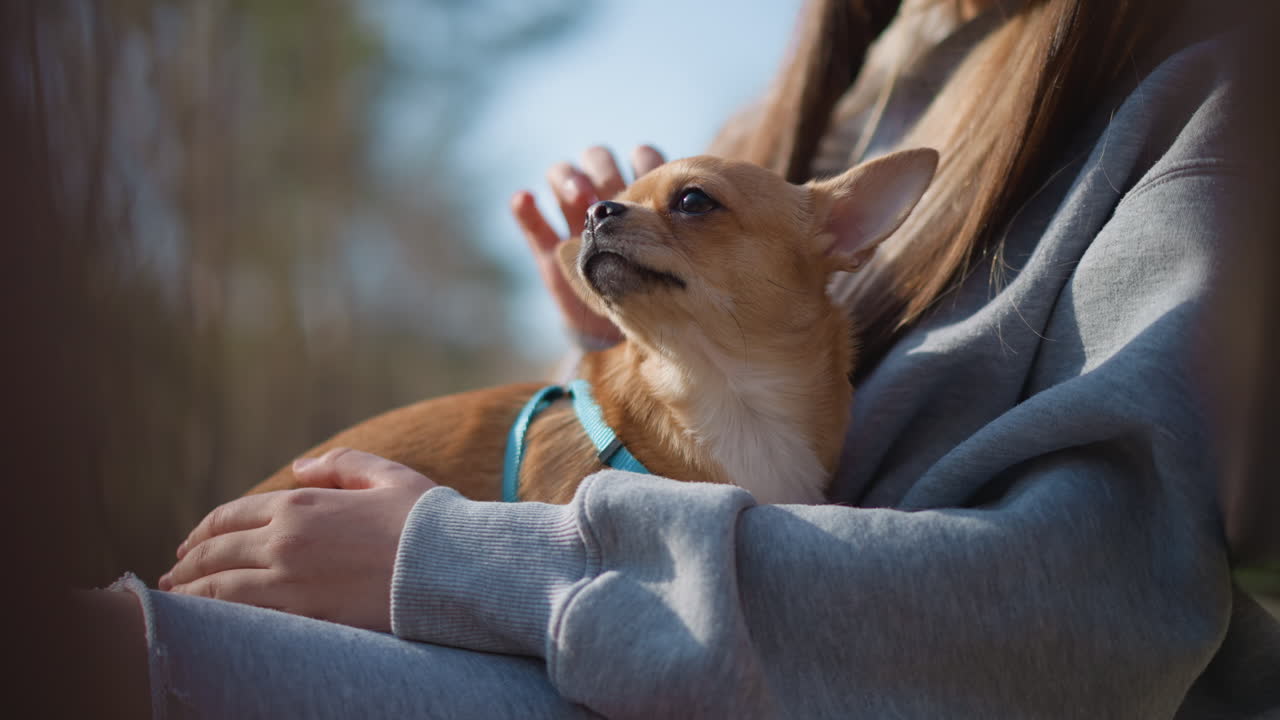강아지가 열린 하늘 아래에서 평화롭게 잠자고, 애완동물은 따뜻한 야외 햇볕 환경에서 편안하게 휴식을 취하고, 다양한 동물들이 화창한 환경의 부드러운 따뜻함을 즐기며 평화롭게 야외에서 휴식을 취하고 있어요.
