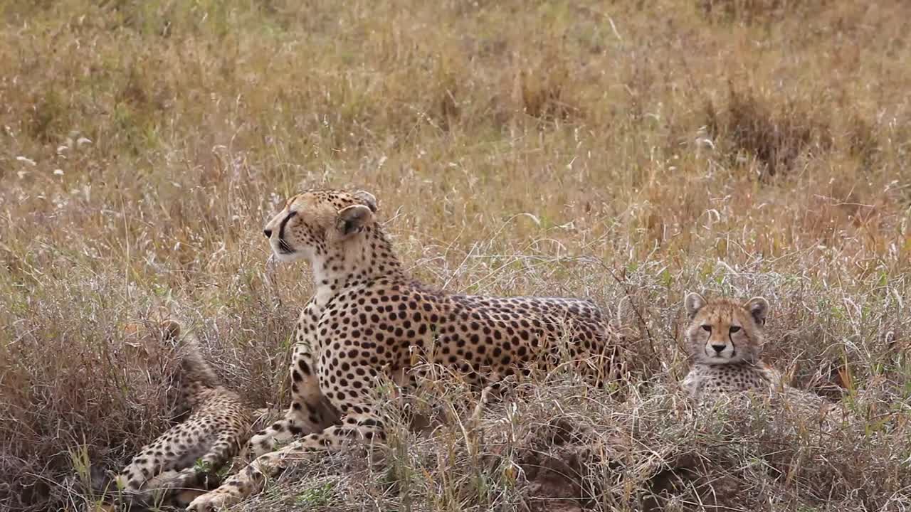 un hermoso guepardo se sienta con sus cachorros en la hierba de la sabana en un safari en el parque serengeti tanzania