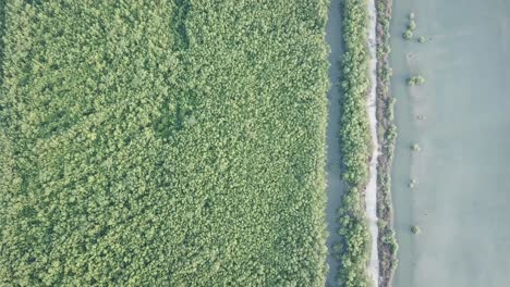 Mangrove-forest-aerial-view-at-Malaysia,-Southeast-Asia.