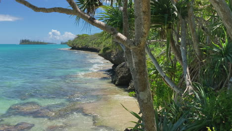 Close-up-sliding-shot-past-paletuvier,-along-Isle-of-Pines-coast