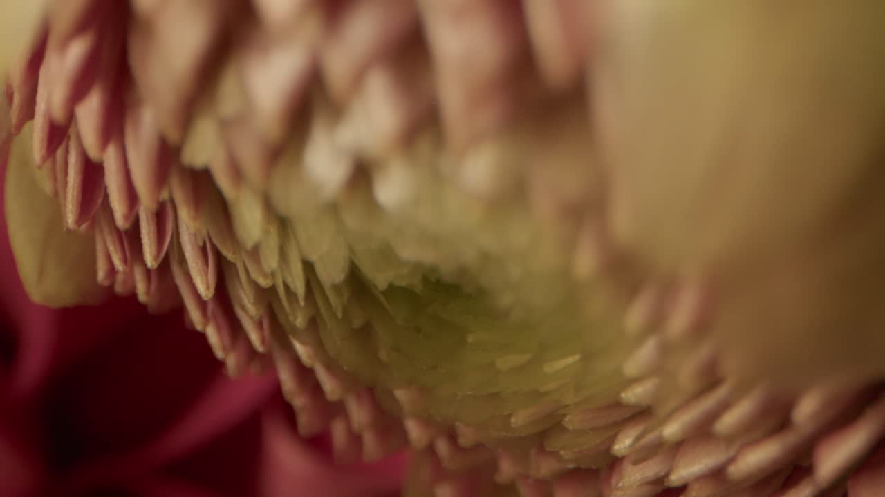 dolly en un florecimiento de burdeos