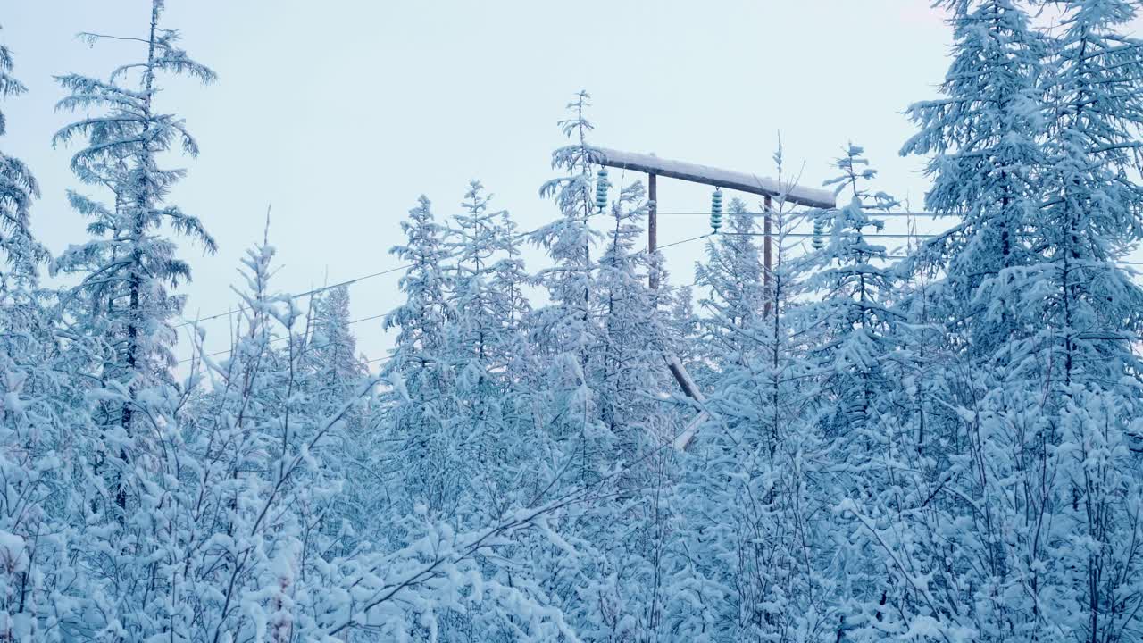 Bosque perenne cubierto de nieve con líneas de alta tensión visibles contra un cielo gris. Un paisaje invernal sereno evoca una sensación de tranquila soledad.