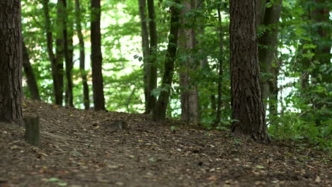 densas plantas leñosas y follaje verde en el bosque en verano - plano bajo