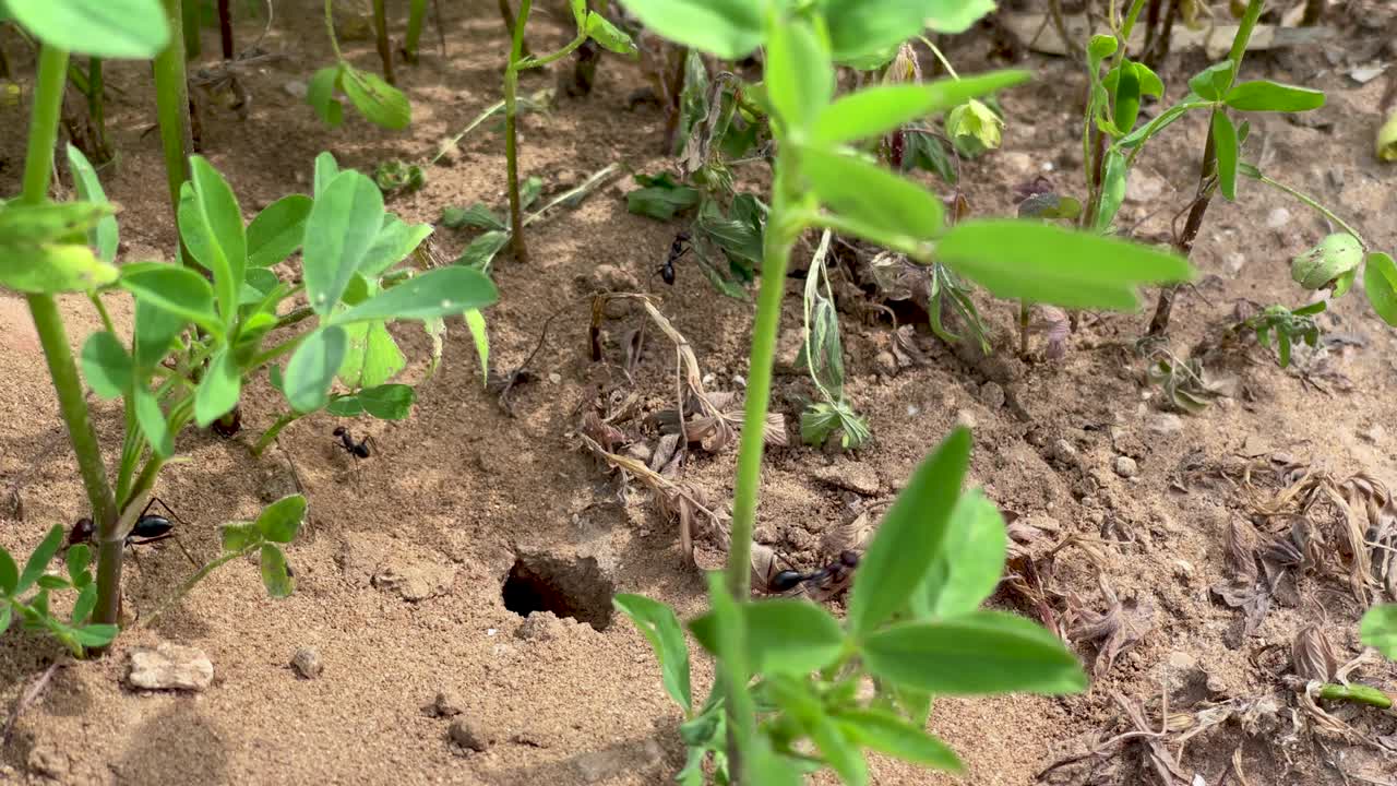 녹색 잎 식물 아래의 개미집 입구와 함께 정적 장면
