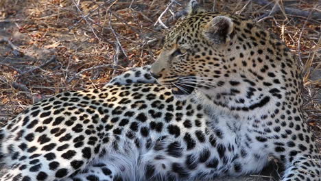 primer plano de una leopardo hembra descansando con una postura divertida mientras jadea bajo el ardiente sol africano