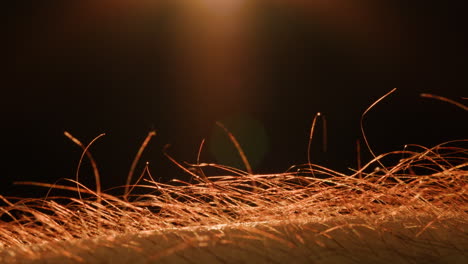 close-up view of a beard