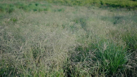 Lush-field-of-wild-grasses-swaying-gently-in-the-breeze,-capturing-natural-beauty-and-tranquility