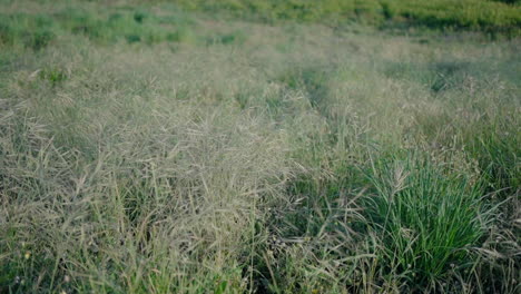 campo exuberante de hierbas silvestres balanceándose suavemente en la brisa, capturando la belleza natural y la tranquilidad