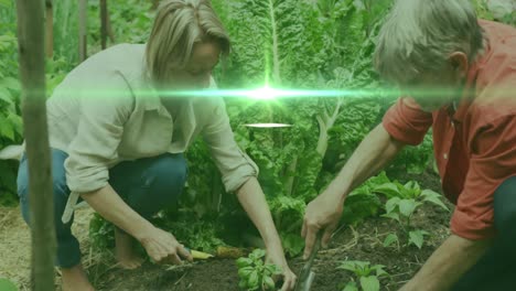 Animation-of-glowing-lights-over-caucasian-couple-gardening