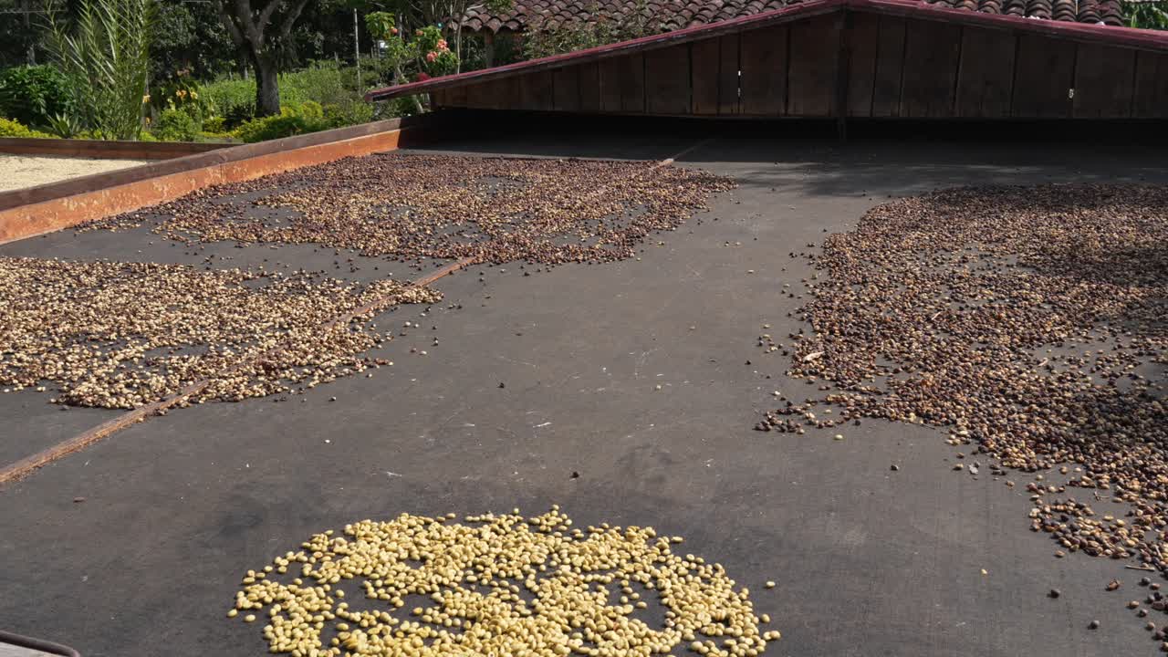 Coffee beans in different stages of the drying process outdoor in the sun Colombia plantation