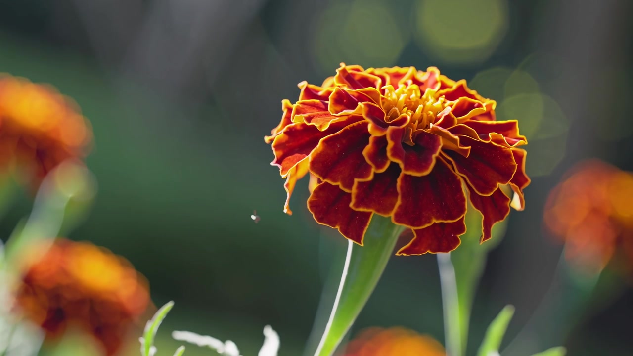 Close-up de Flor de Calêndula Laranja Vibrante Florescendo no Jardim
