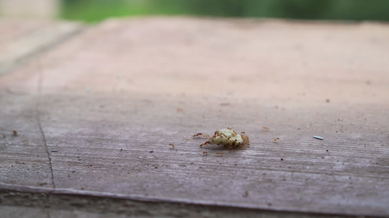 hormigas rojas que llevan una patata frita a través de un suelo de baldosas