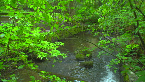 Pequeño-Arroyo-En-Un-Parque