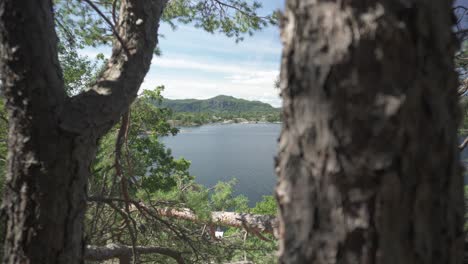 hermoso deslizador de lago revelado detrás del árbol, poca profundidad de campo.
