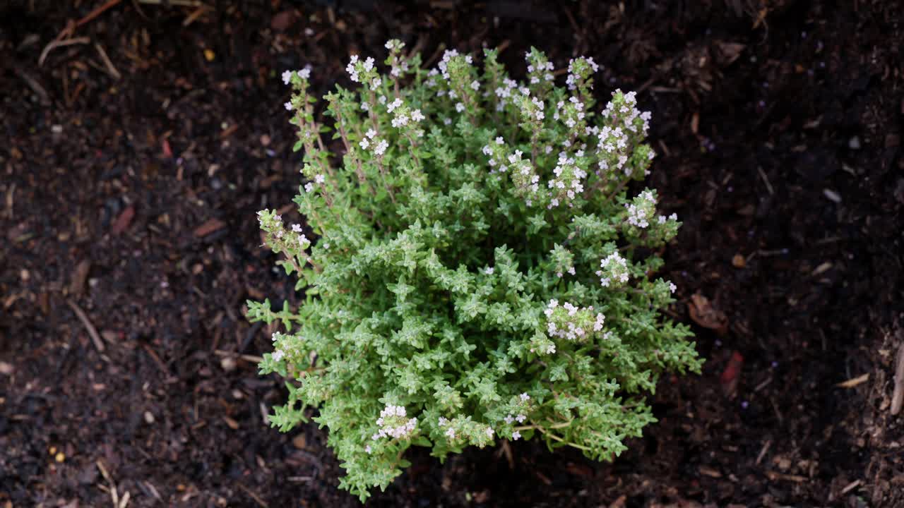 Overhead view of fresh thyme plants growing in a backyard garden, showcasing their natural growth and organic beauty.