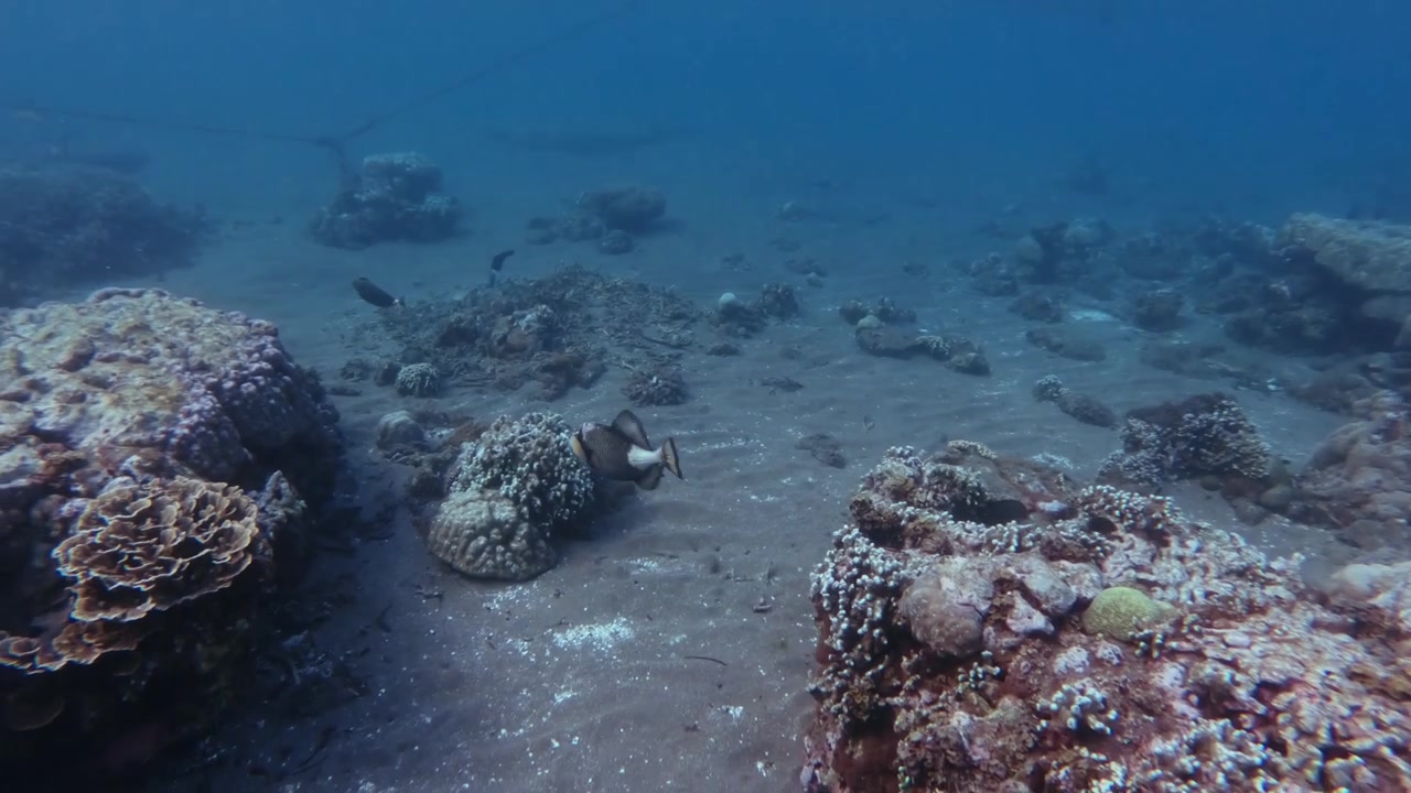 Svømmende POV-sporingsskud, der følger bevægelsen af en titan aftrækkerfisk (Balistoides viridescens), der navigerer mellem flere koralbommier på havbunden. Dauin, Negros Island Region, Filippinerne