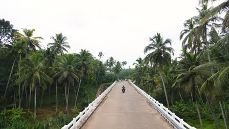 aerial drone shot of kerala’s forest, highlighting the rich canopy of coconut trees and the peaceful river.