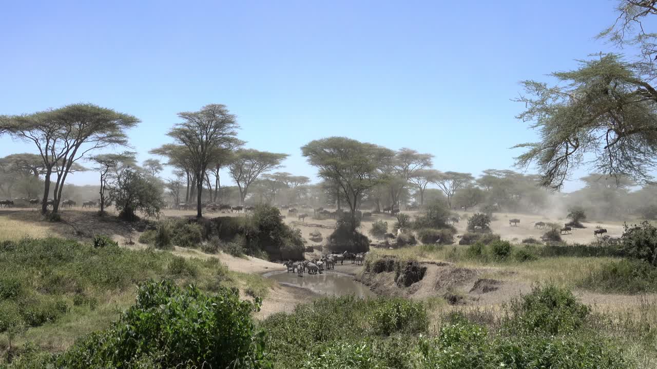 Zebras (Equus burchelli boehmi) and wildebeest drinking water in a small river during their annual migration in Serengeti, Tanzania.