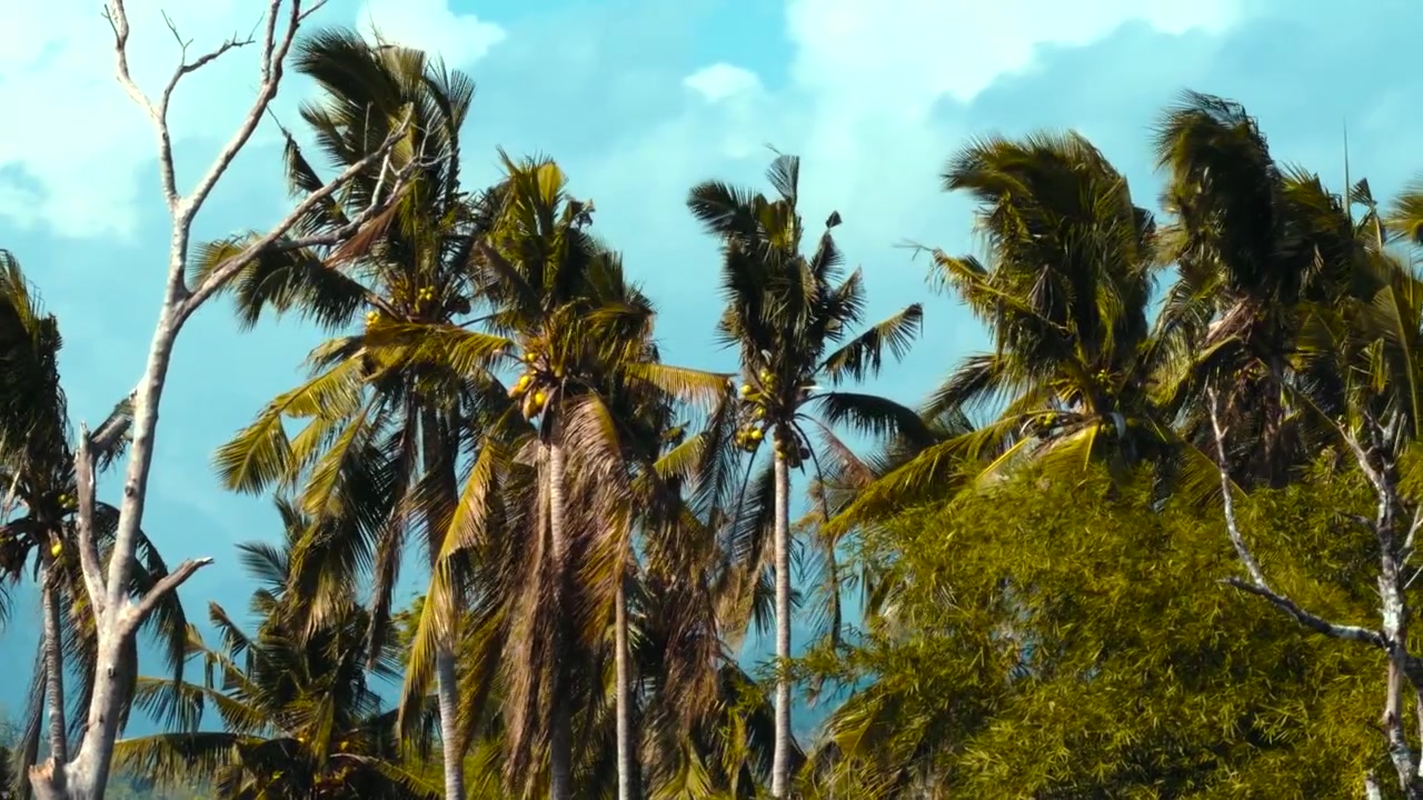 Pohled vzhůru na bujné palmy a hustou džungli, jemně se pohupující pod jasně modrou oblohou s roztroušenými mraky. · 4K DCI 25fps