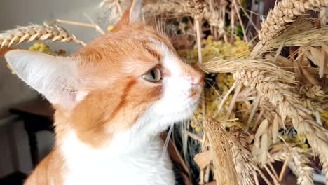 red-white cat eats the dry rye ears