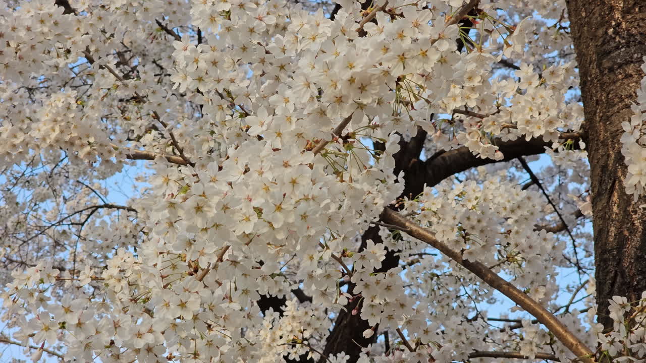 especies híbridas de cerezas blancas en flor en el parque durante la puesta de sol en corea del sur