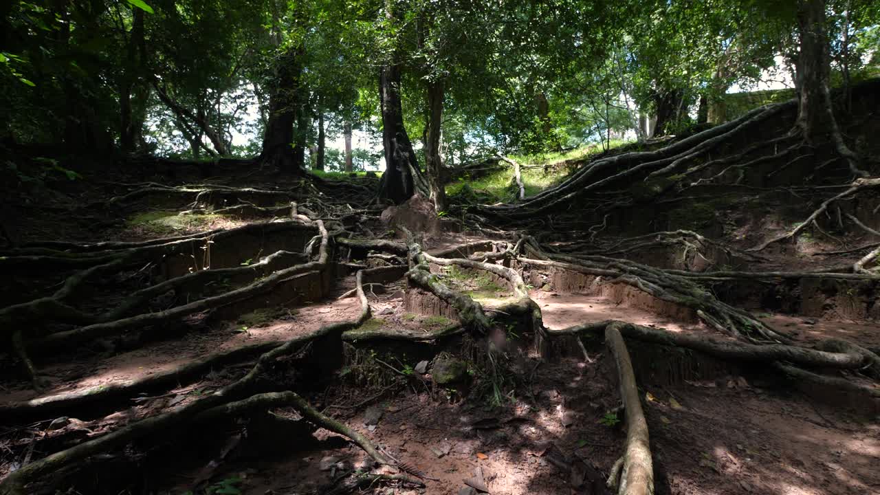 Forest with tangled roots and trees in natural sunlight