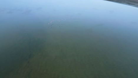 Birds-flying-over-calm-lake