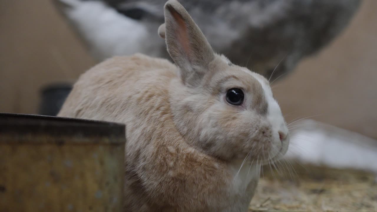 Sweet little bunny eating and enjoying farm life