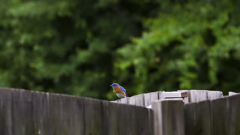 Eastern-bluebird-male-perching-on-a-wooden-fence