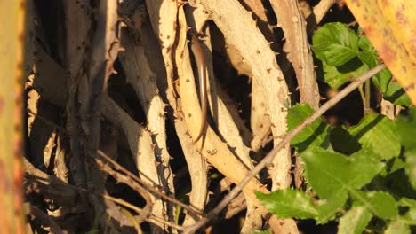 lagarto eslizón sentado quieto y de repente corre y se esconde