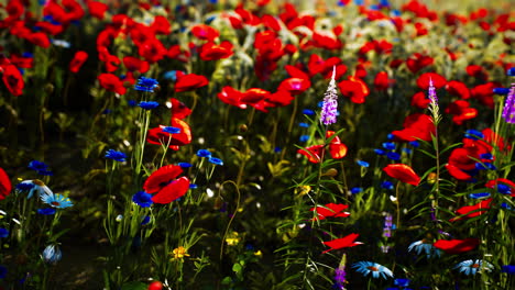 vibrant wildflower meadow with red poppies and blue blossoms in springtime