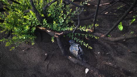 Plastic-bottle-hidden-under-tree-branches-in-coastline-of-Estepona