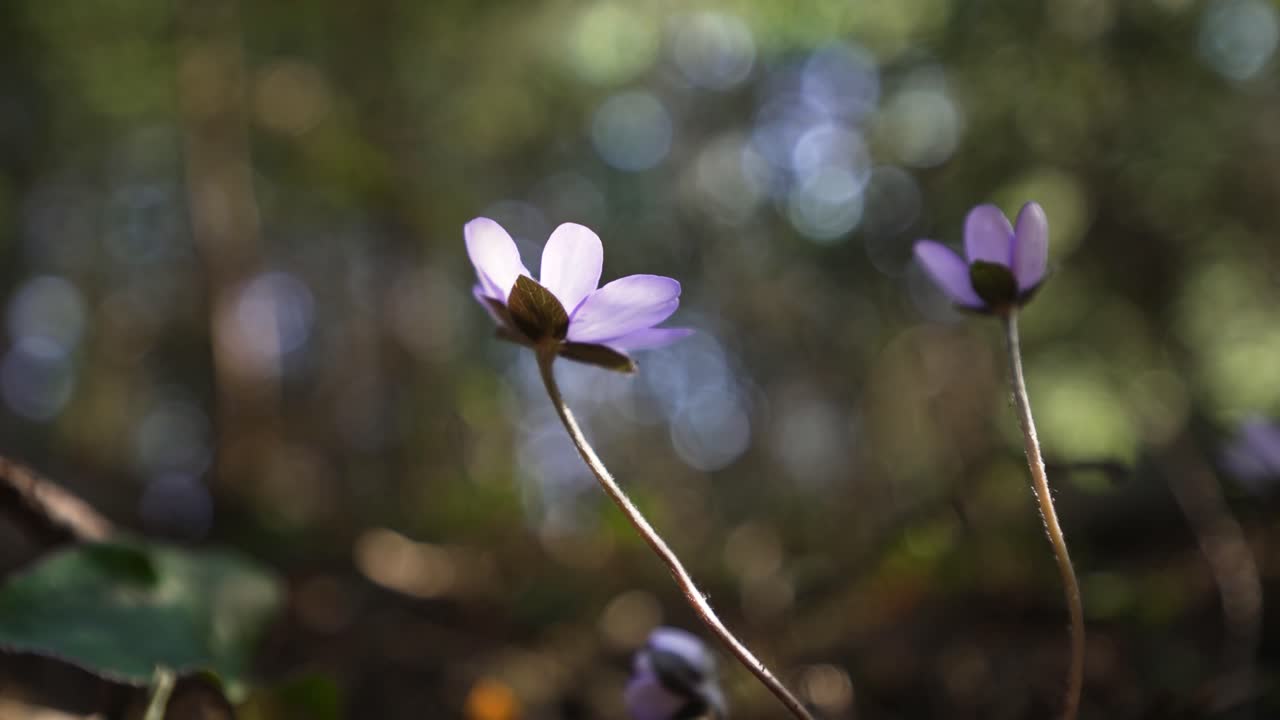 Et makro vidvinkelbilde tatt nedenfra av en skogsblomst kalt blåveis eller Hepatica