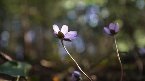 Eine-Makro-Weitwinkelaufnahme-Unter-Einer-Waldblume-Namens-Leberblümchen-Oder-Leberblümchen