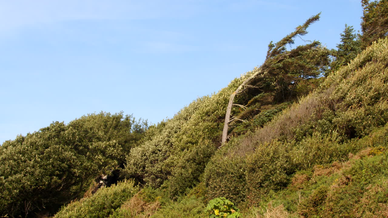 Mid shot of vegetation and trees growing angled by the wind at Bessy's Cove, The Enys, cornwall